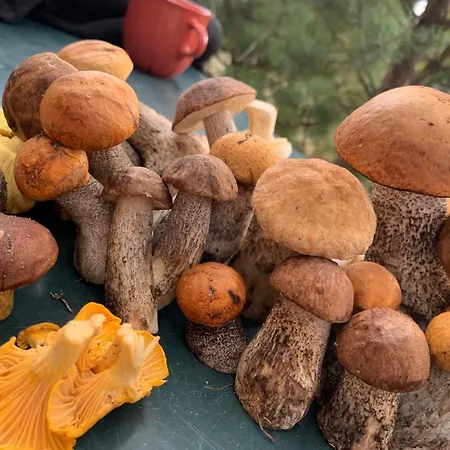 Dom Geografów Swornegacie