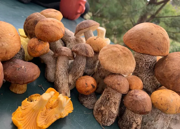 Dom Geografow 스보르네가치에